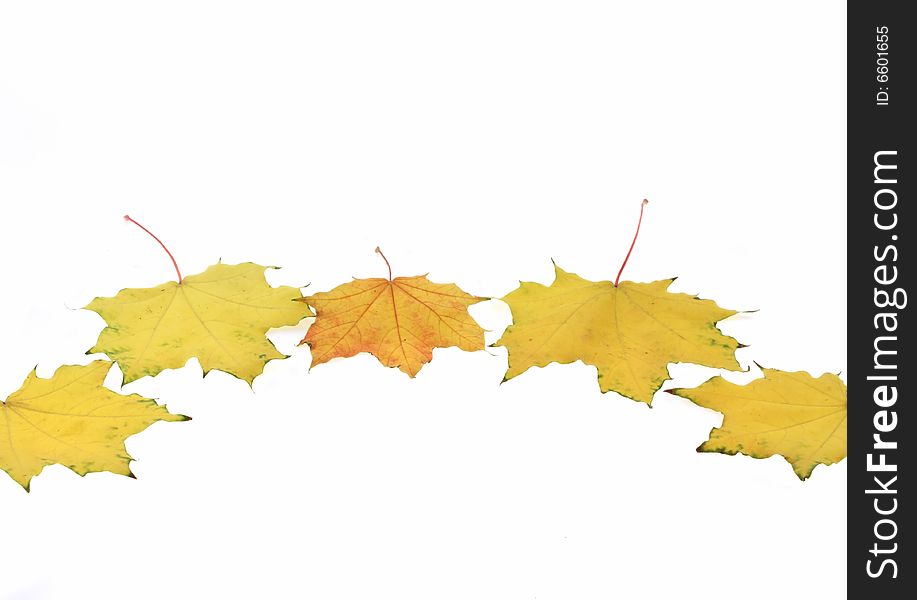 Autumn maple leaves. Isolated objects. Autumn maple leaves. Isolated objects