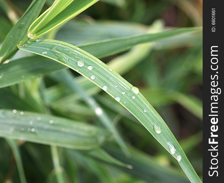 Green grass with water drops - macro shot