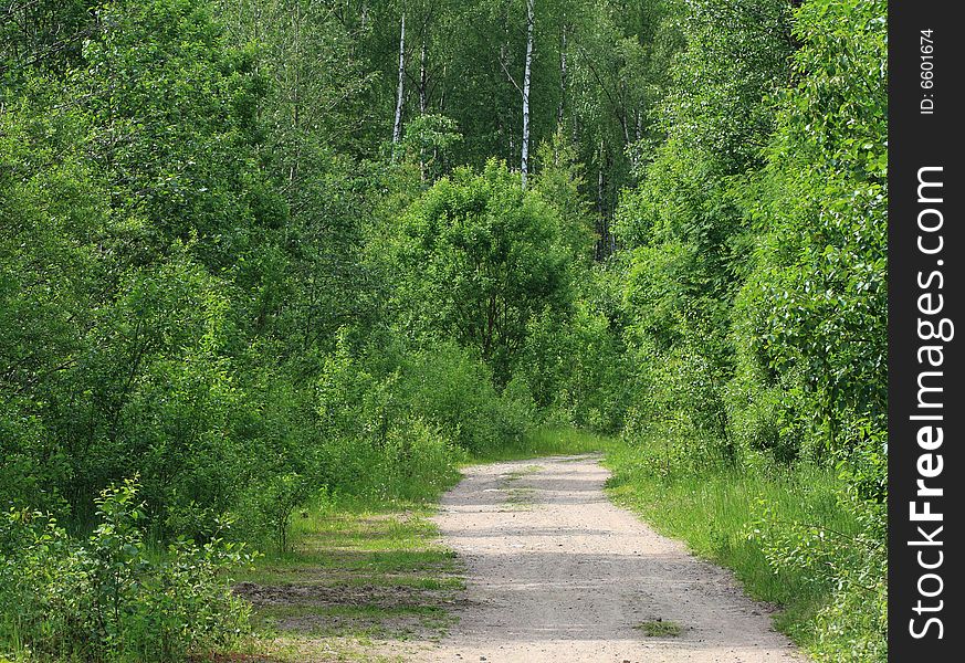 Road in the summer forest