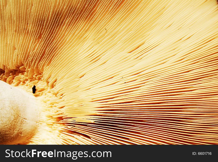 Bottom view of a big white mushroom