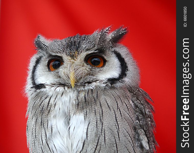 American owl looks into the far