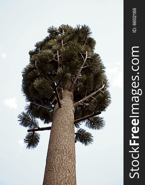 Low angle view of modern cell phone antennae, disguised as tree. Low angle view of modern cell phone antennae, disguised as tree.