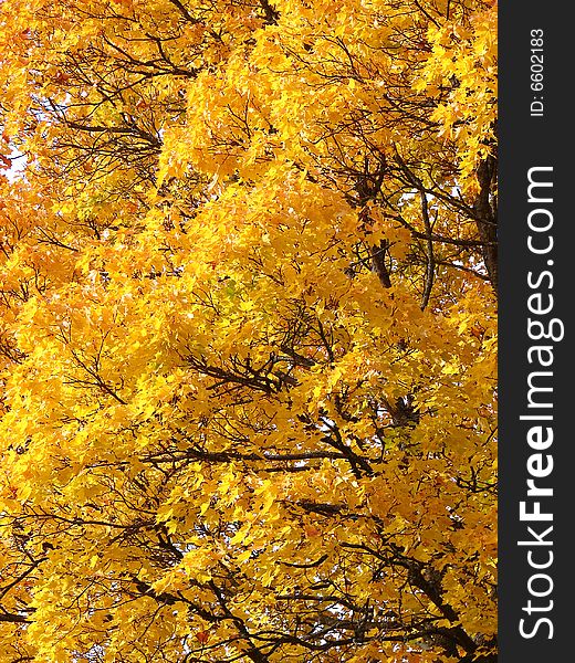 Yellow Maple leaves in fall natural background. Yellow Maple leaves in fall natural background
