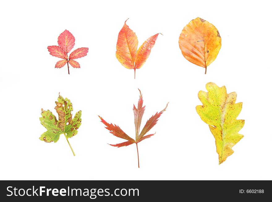 A group of different types of Autumn leaves