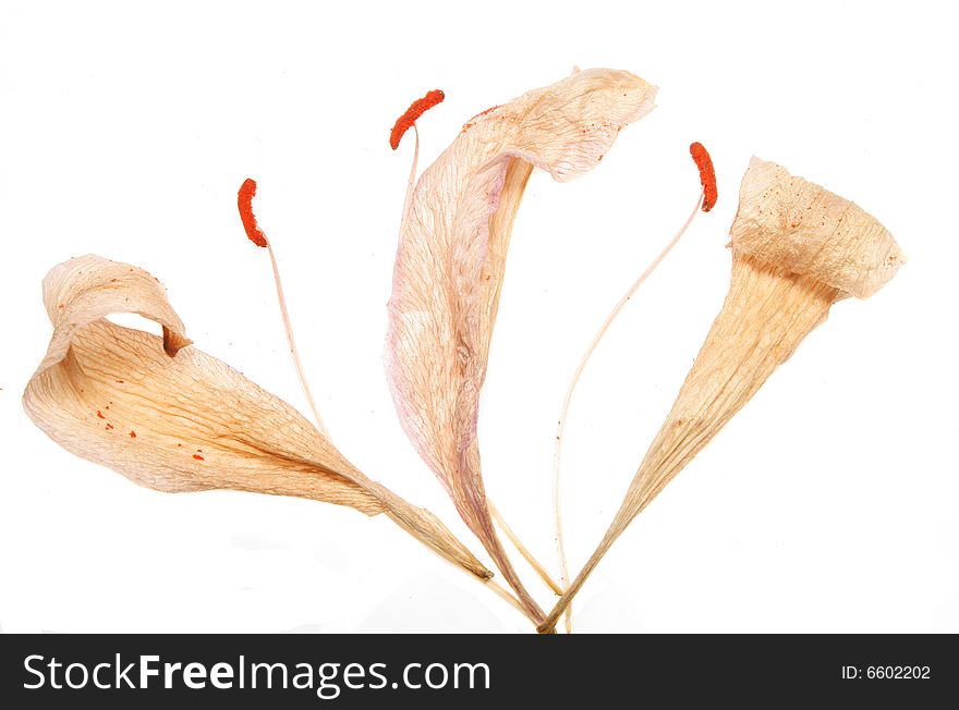 Dead and dried lilly petals and anther. Dead and dried lilly petals and anther