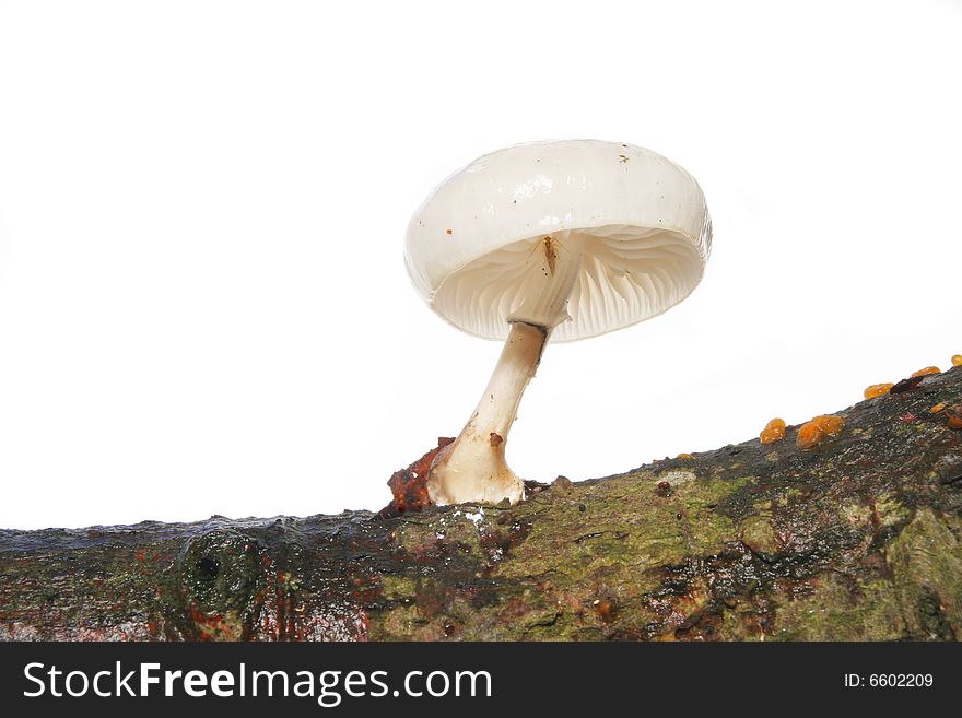 White toadstool growing out of a tree branch