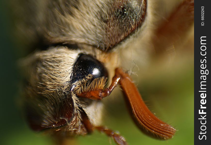 Macro, close-up picture of a chafer eye