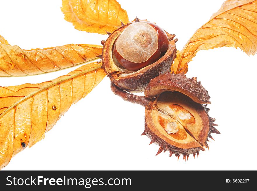 Conkers and horse chestnut leaves isolated on white. Conkers and horse chestnut leaves isolated on white