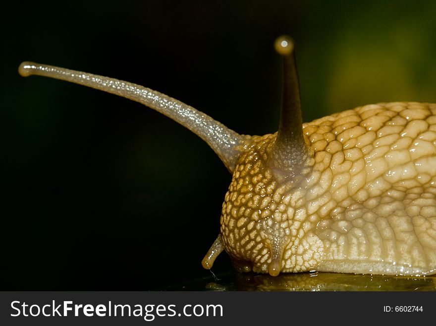 Portrait of a big snail
