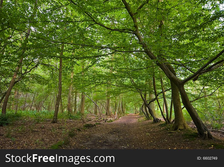 Bright green sunny forest with brown floor. Bright green sunny forest with brown floor
