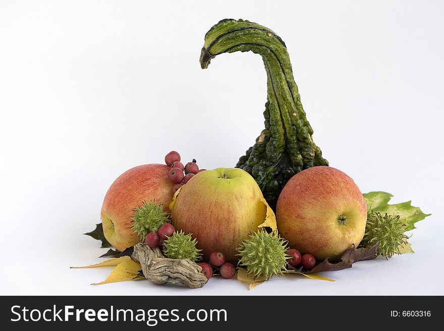 Squash, apples sweetgum, berries, leaves on white background. Squash, apples sweetgum, berries, leaves on white background