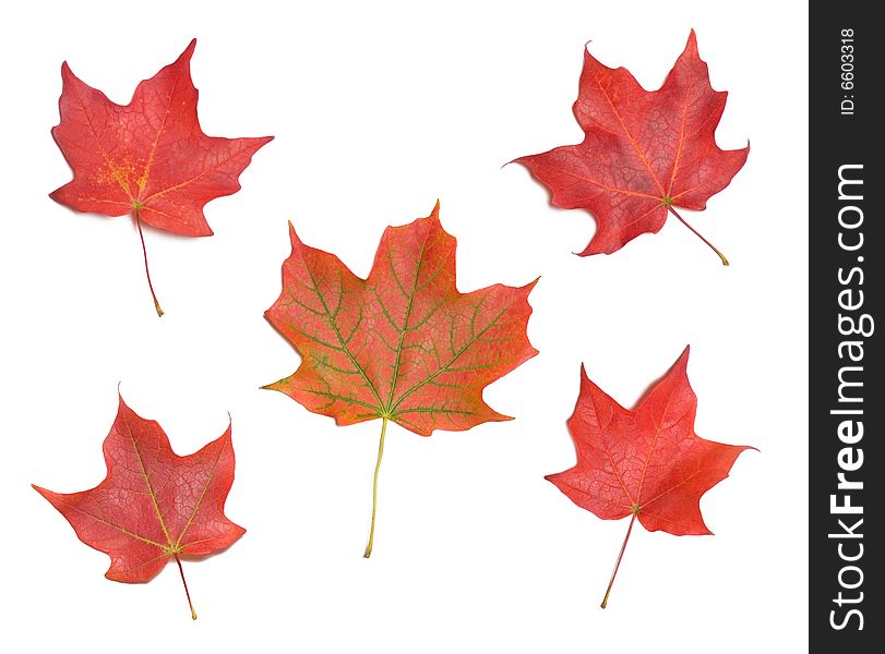 Collection of Autumn Maple Leaves on White Background