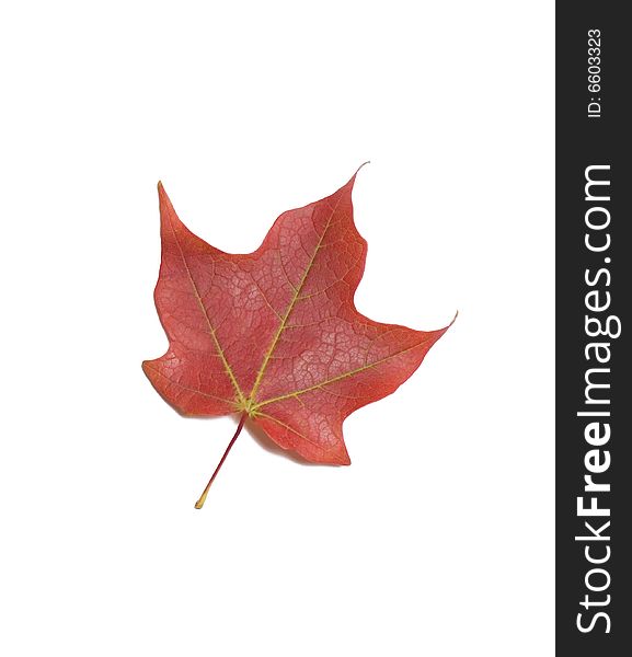 Autumn maple leaf on white background