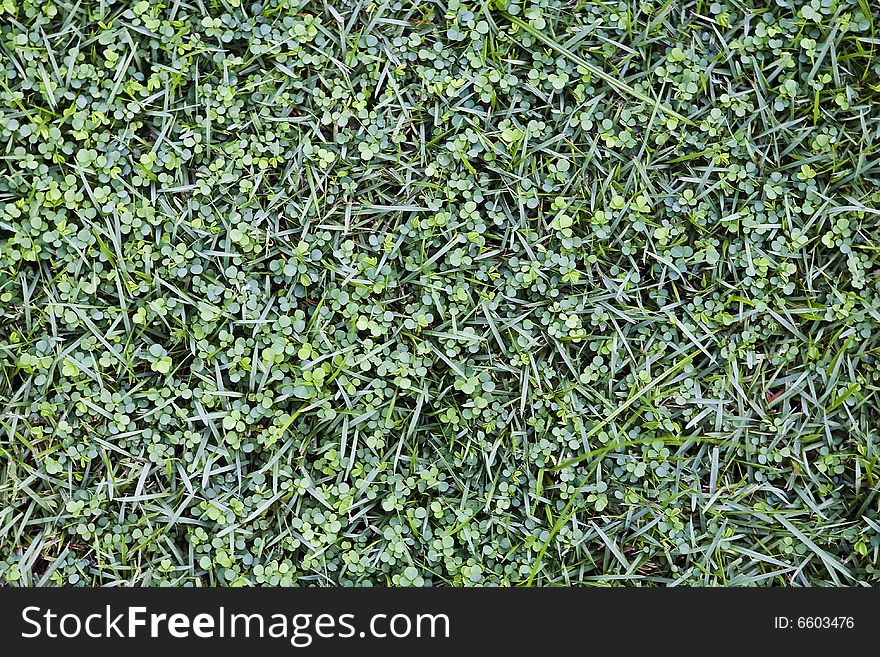 Background of many clovers with grass in summer