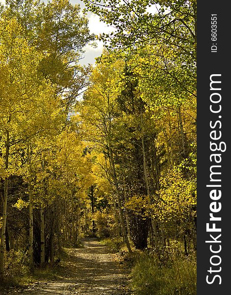 A forest road near Red River, NM at the height of the aspen color. A forest road near Red River, NM at the height of the aspen color