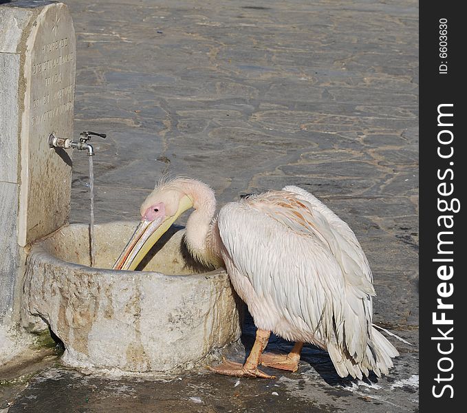 Thirsty pelican drinks water in public place