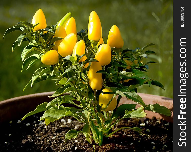 Flowerpot of garden with a small plant with many leaves that they contrast a lot with the yellow of its fruits. Flowerpot of garden with a small plant with many leaves that they contrast a lot with the yellow of its fruits.