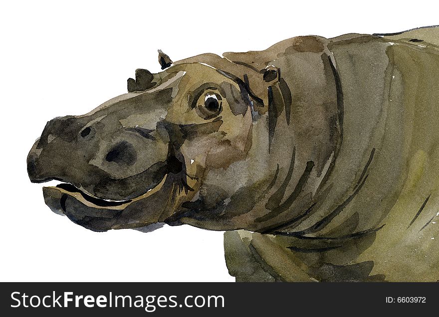 Head of a hippopotamus on the white background. Head of a hippopotamus on the white background.