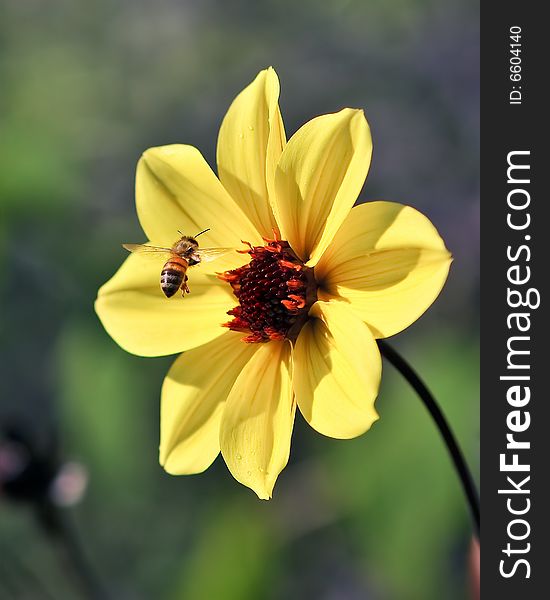 Flying Bee Captured In Flight w/ Yellow Flower