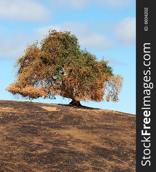 A lone tree on a burned hill after a brush fire.  Located in the Stanford Foothills and taken in July of 2007.  The ground was scorched along with the bottom of the tree. A lone tree on a burned hill after a brush fire.  Located in the Stanford Foothills and taken in July of 2007.  The ground was scorched along with the bottom of the tree.