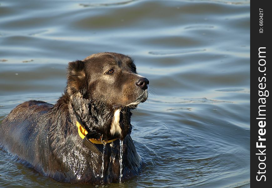 Well will cool down in cool water in a hot canicular day. Well will cool down in cool water in a hot canicular day