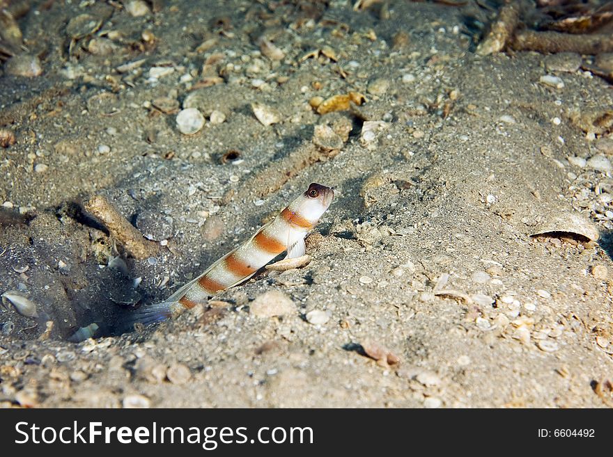 Magnus' shrimpgoby (amblyeeleotris sungami) taken in the Red Sea.