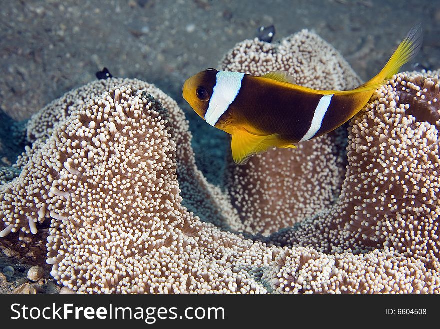 Haddon's anemone (stichodactyla haddoni) and anemonefish taken in the Red Sea.