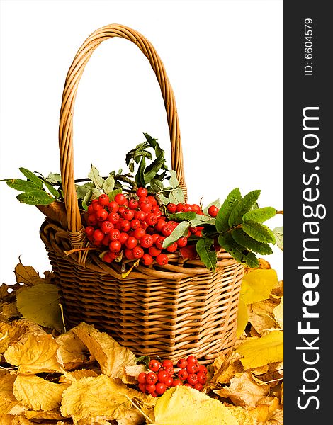 Isolated backet of rowan berries on a yellow leafs. Isolated backet of rowan berries on a yellow leafs