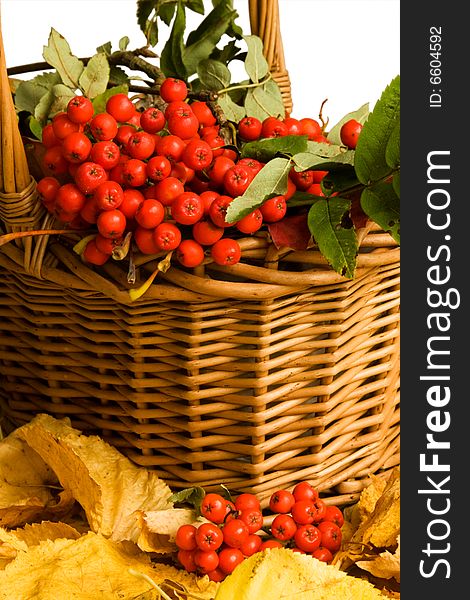 Some autumn red berries in a basket