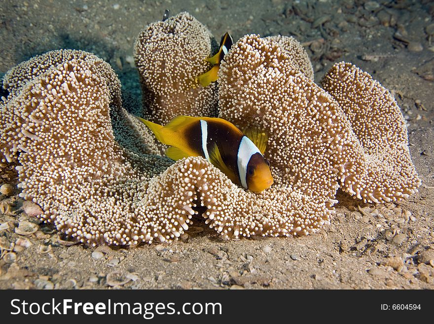 Haddon's anemone (stichodactyla haddoni) and anemonefish taken in the Red Sea.