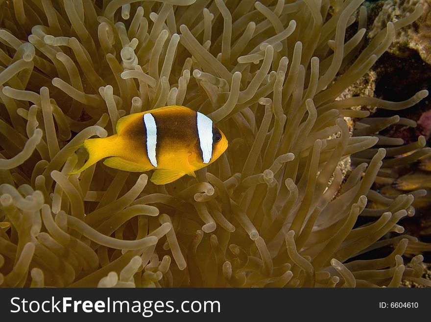 Red sea anemonefish (Amphipiron bicinctus)  taken in the Red Sea.