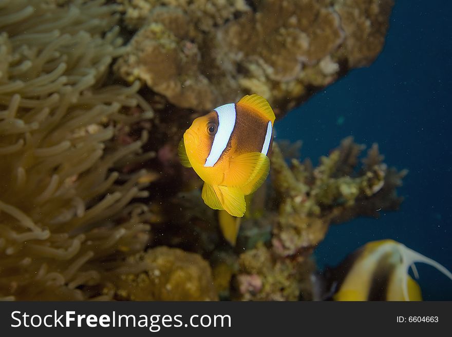 Red sea anemonefish (Amphipiron bicinctus)  taken in the Red Sea.