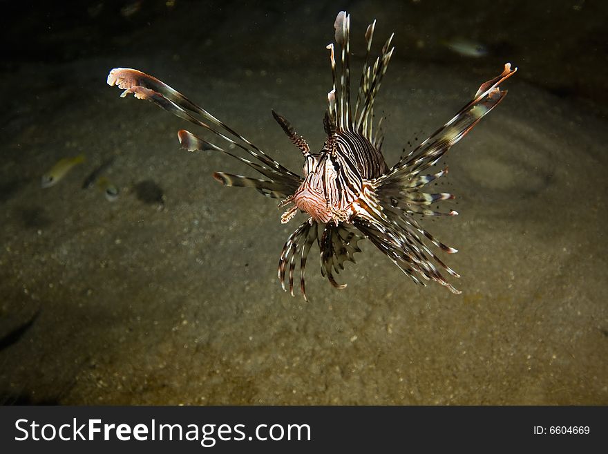 Common lionfish (pterois miles) taken in the Red Sea.