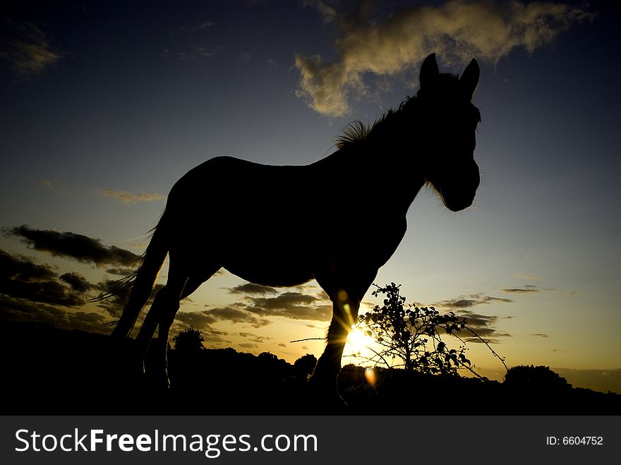 New forest pony up against a sky backdrop. New forest pony up against a sky backdrop