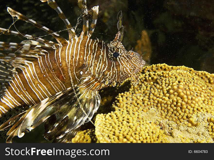 Common lionfish (pterois miles) taken in the Red Sea.