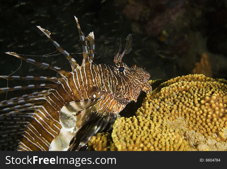 Common lionfish (pterois miles) taken in the Red Sea.