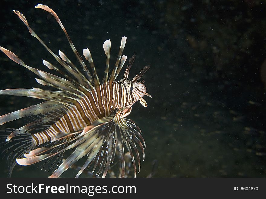 Common lionfish (pterois miles) taken in the Red Sea.