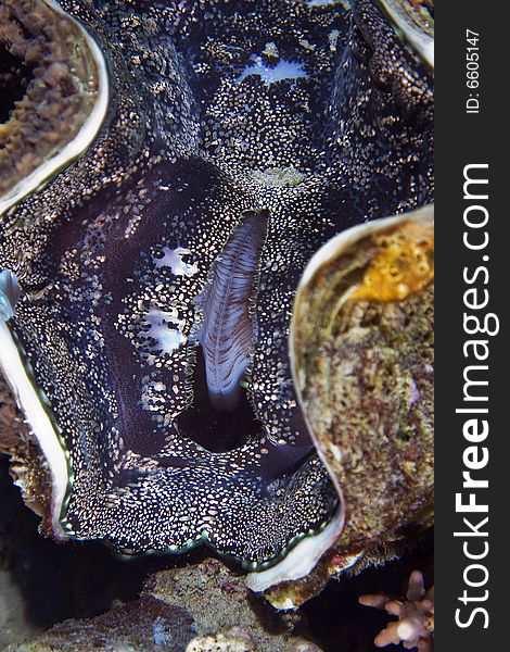 Common giant clam (tridacna maxima) taken in the Red Sea.