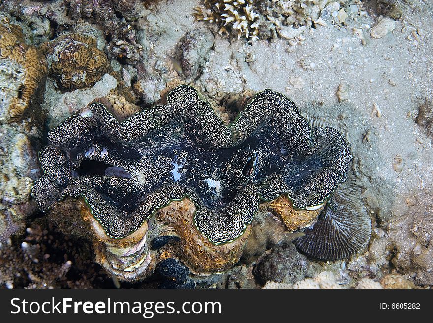 Common giant clam (tridacna maxima) taken in the Red Sea.