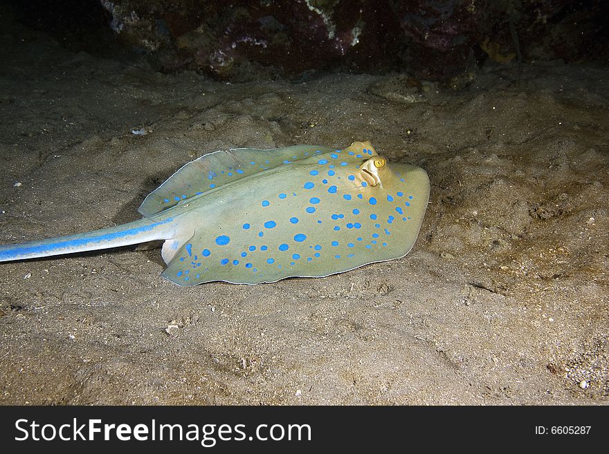 Bluespotted stingray (taeniura meyeni) taken in the Red Sea.