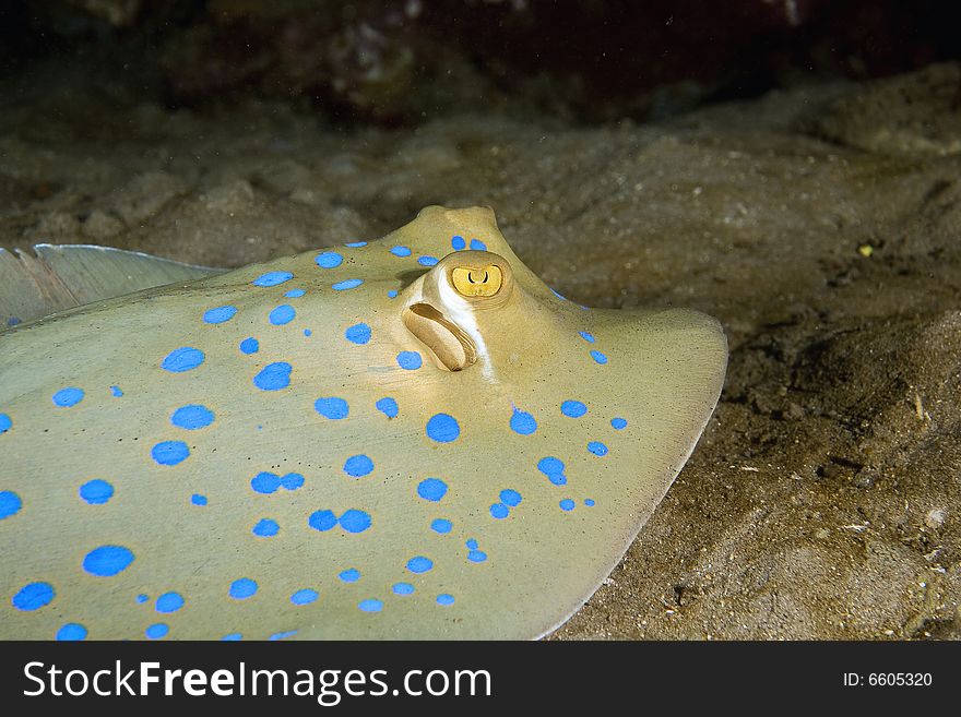 Bluespotted stingray (taeniura meyeni) taken in the Red Sea.