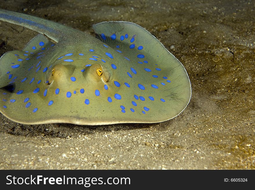 Bluespotted stingray (taeniura meyeni) taken in the Red Sea.