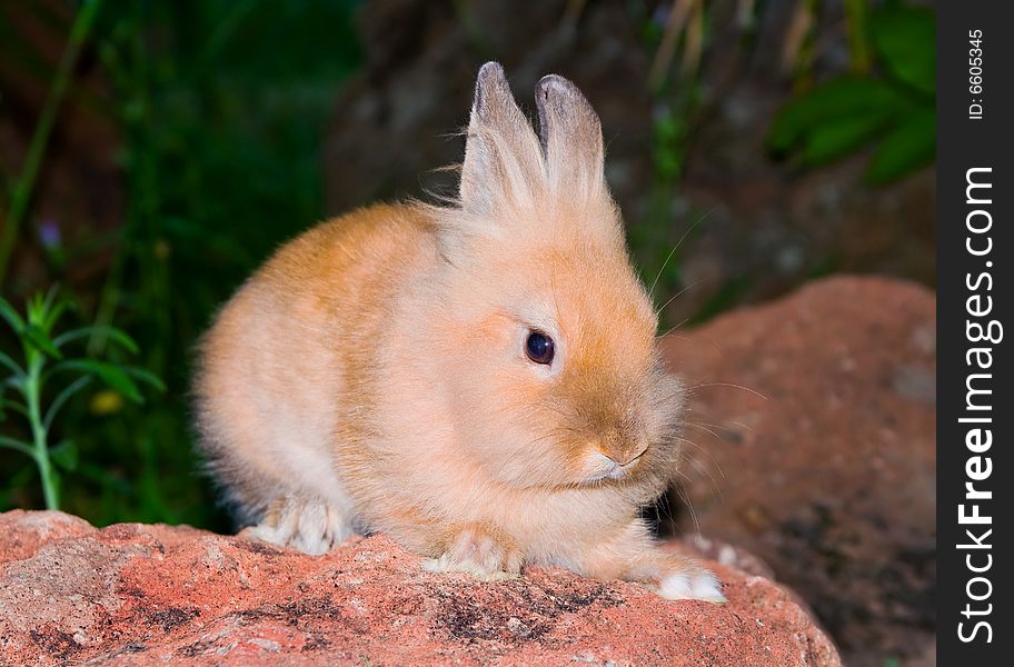 Bunny sitting on the rock. Bunny sitting on the rock