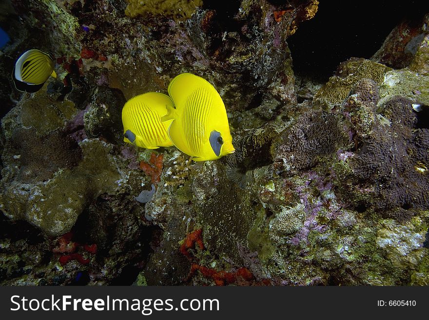 Masked butterflyfish (chaetodon larvatus) taken in the Red Sea.