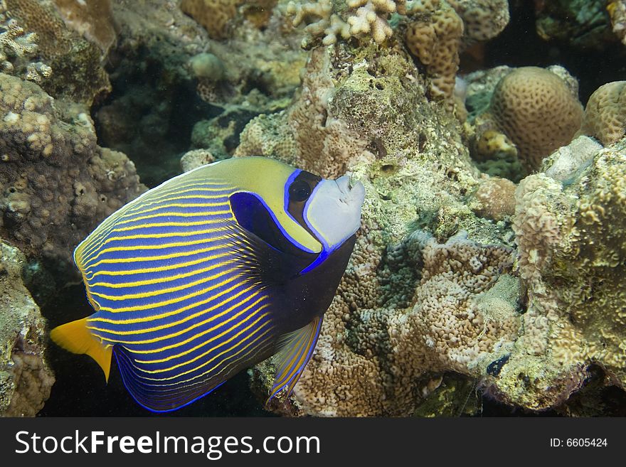 Emperor angelfish (pomacanthus imperator) taken in the Red Sea.