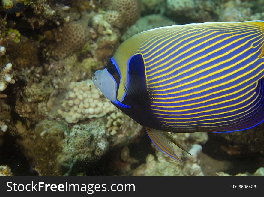 Emperor angelfish (pomacanthus imperator) taken in the Red Sea.