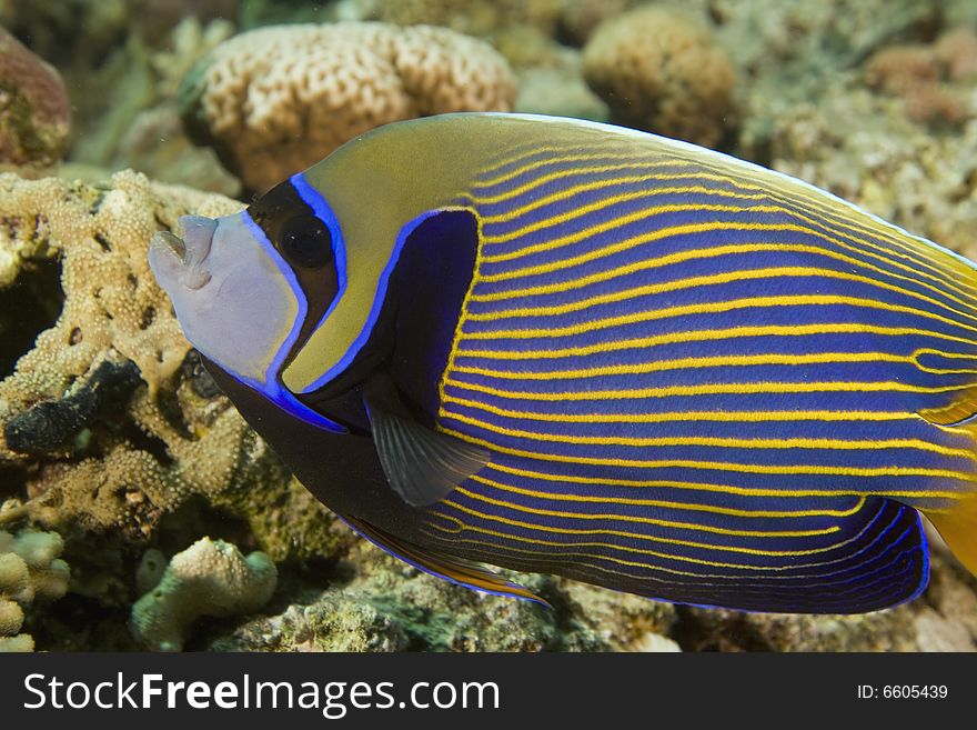 Emperor angelfish (pomacanthus imperator) taken in the Red Sea.