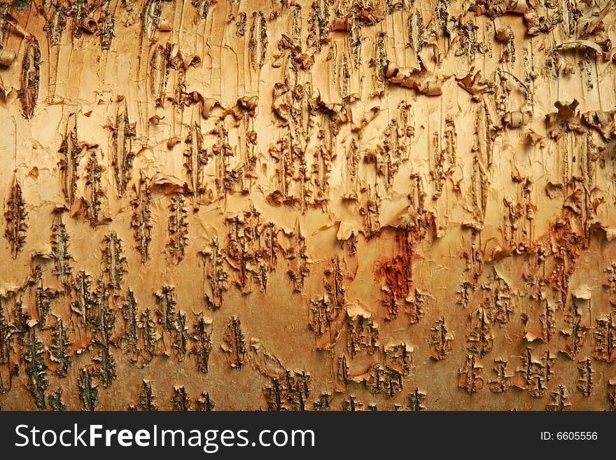 Detail of peeling bark on a golden tree in Autumn. Detail of peeling bark on a golden tree in Autumn