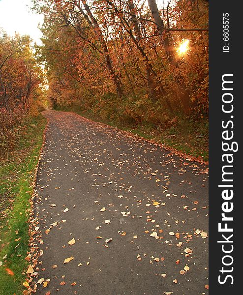 A paved path stretching through an Autumn forest at dusk. A paved path stretching through an Autumn forest at dusk.