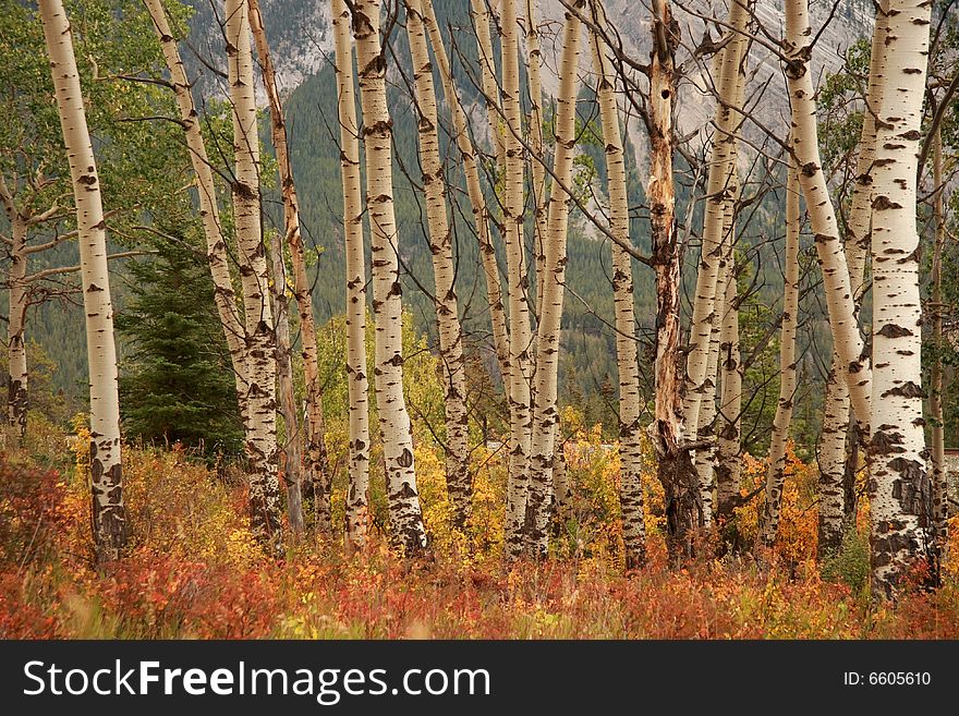 Brilliant fall colors in the Canadian Rocky Mountains. Brilliant fall colors in the Canadian Rocky Mountains